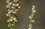 Swamp smartweed